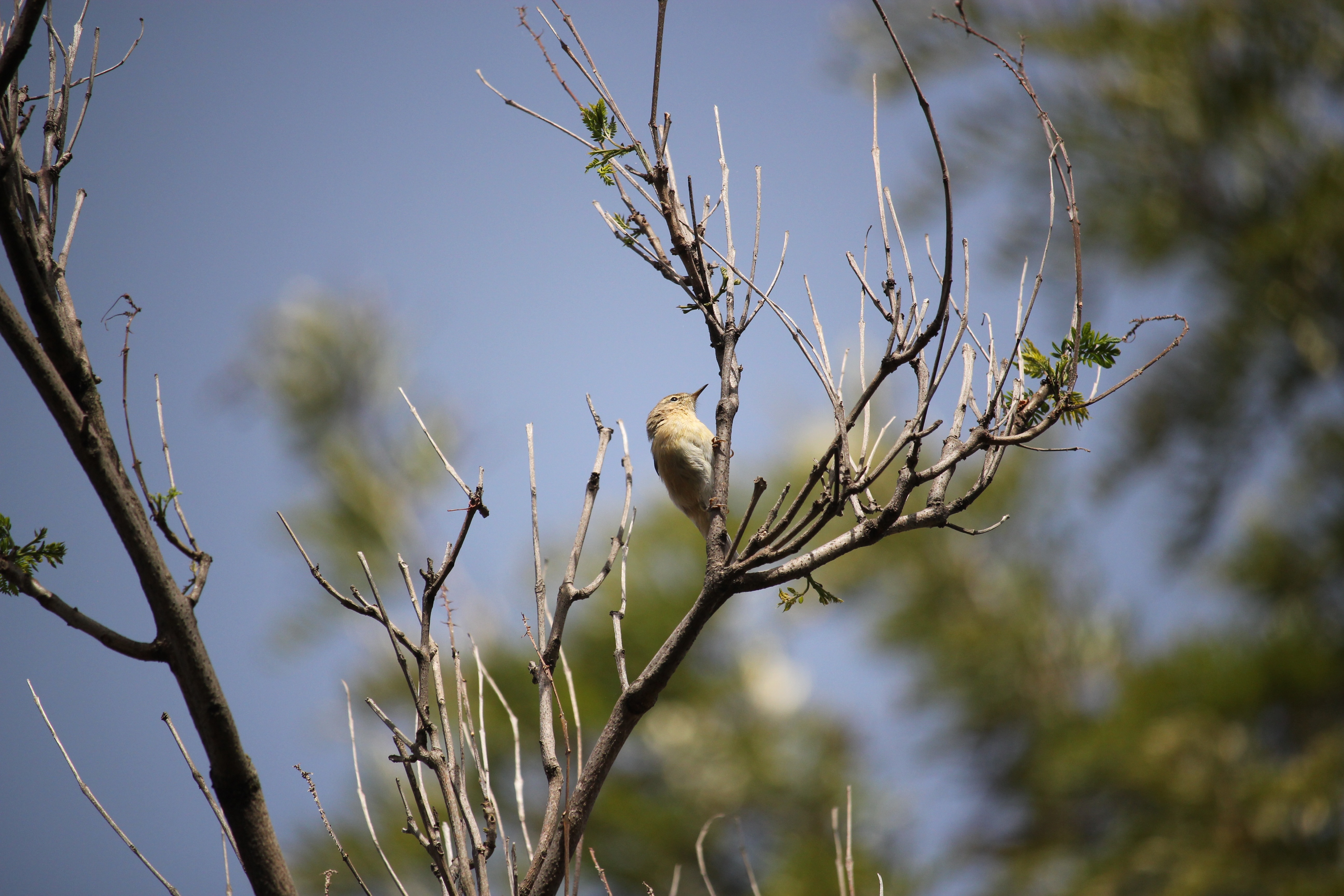brown humming bird