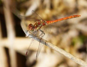 Red, Dragonfly, Red Dragonfly, Wings, one animal, insect thumbnail