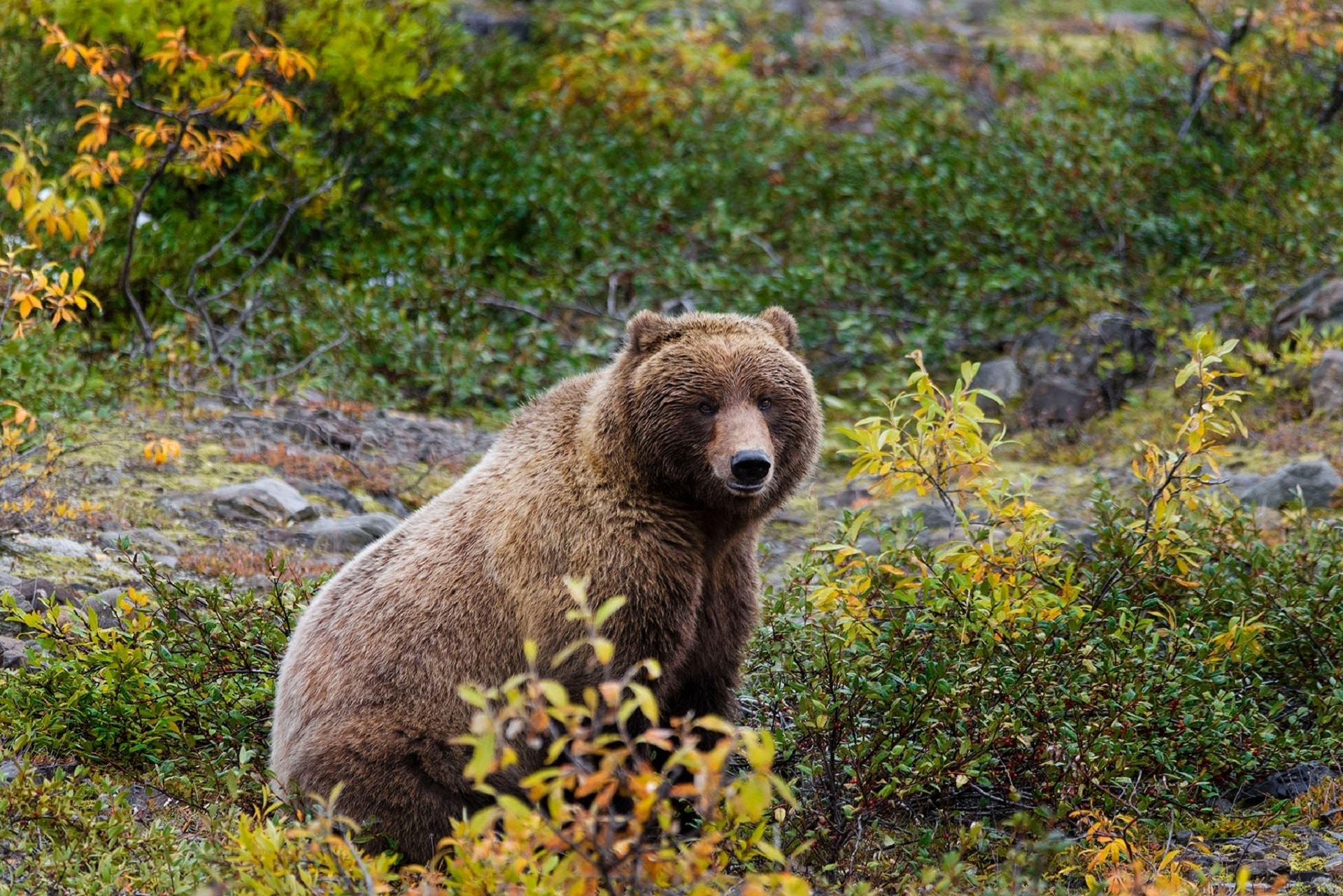 Grizzly Bear, Nature, Wildlife, Wild, one animal, animal wildlife