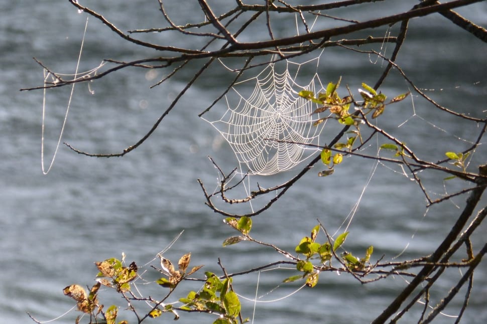 spider web on trunk of tre preview
