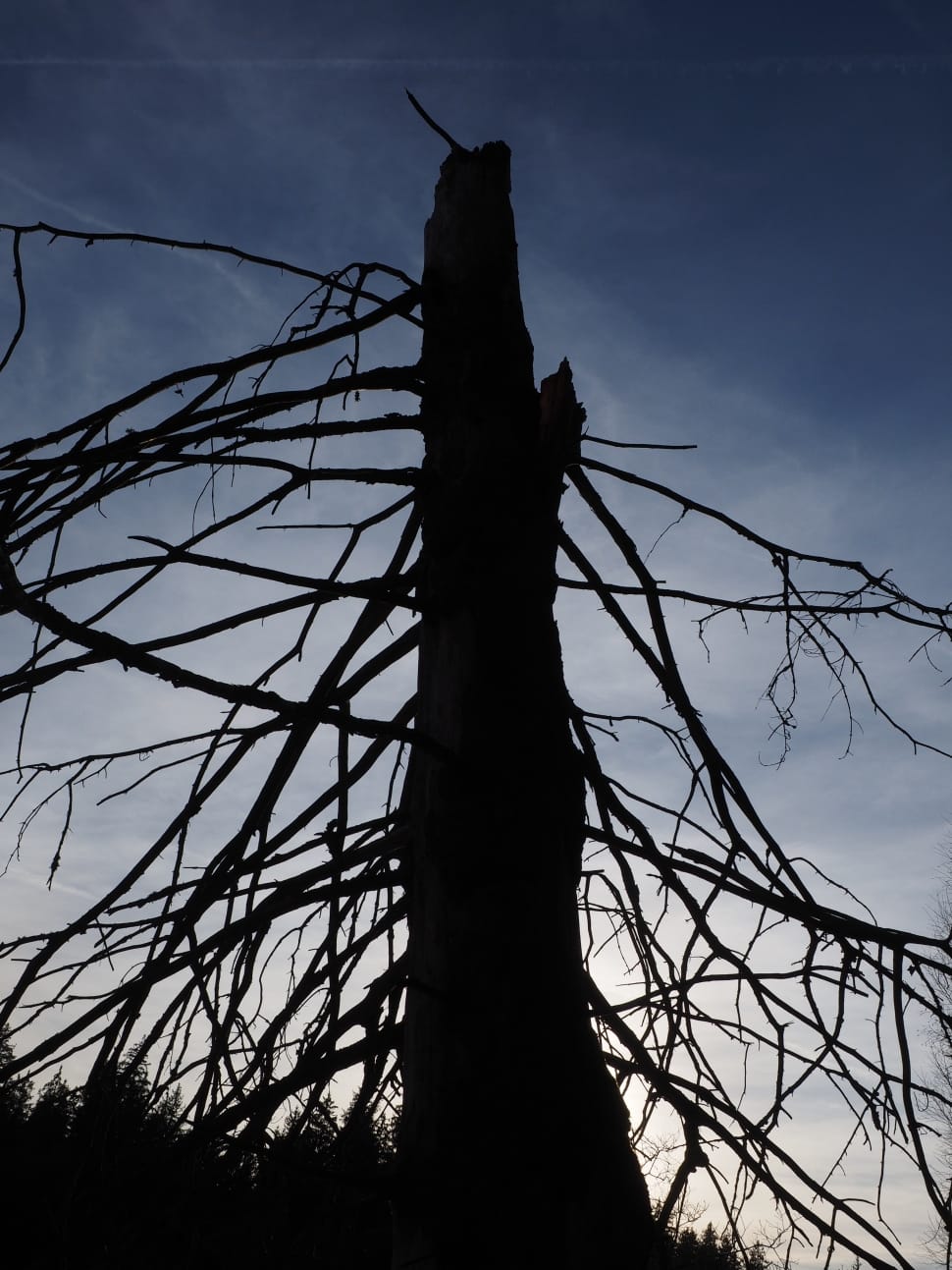 silhouette of bare tree preview