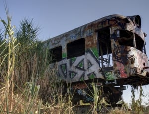 gray, white, and abandoned train with graffiti surrounded with green and beige grass field thumbnail
