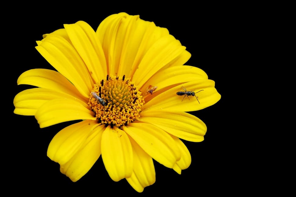 yellow flower with ants preview