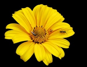 yellow flower with ants thumbnail