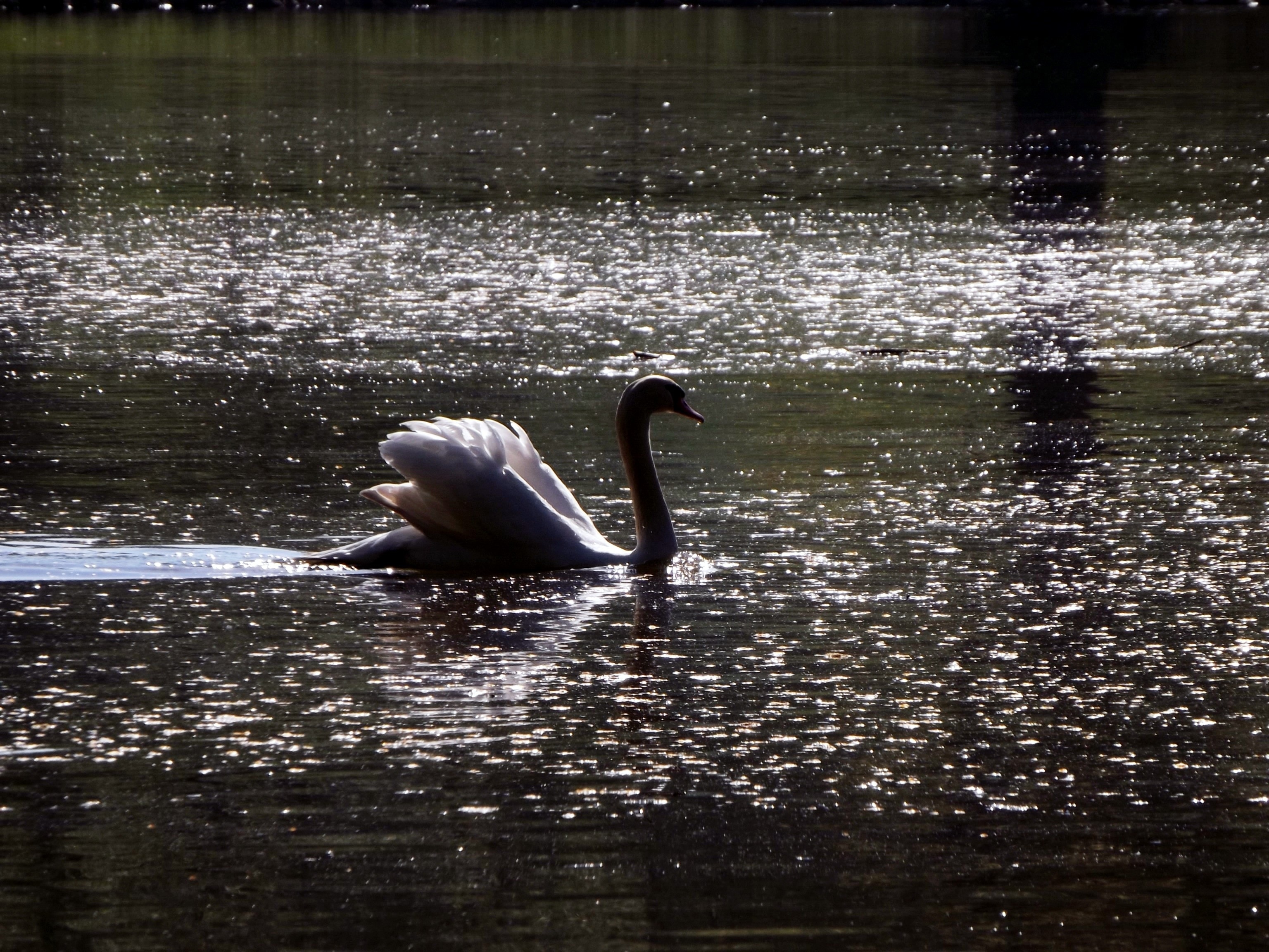 Mattheiser Pond, Pond, Swan, animals in the wild, one animal