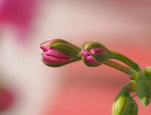green and pink petaled flower thumbnail