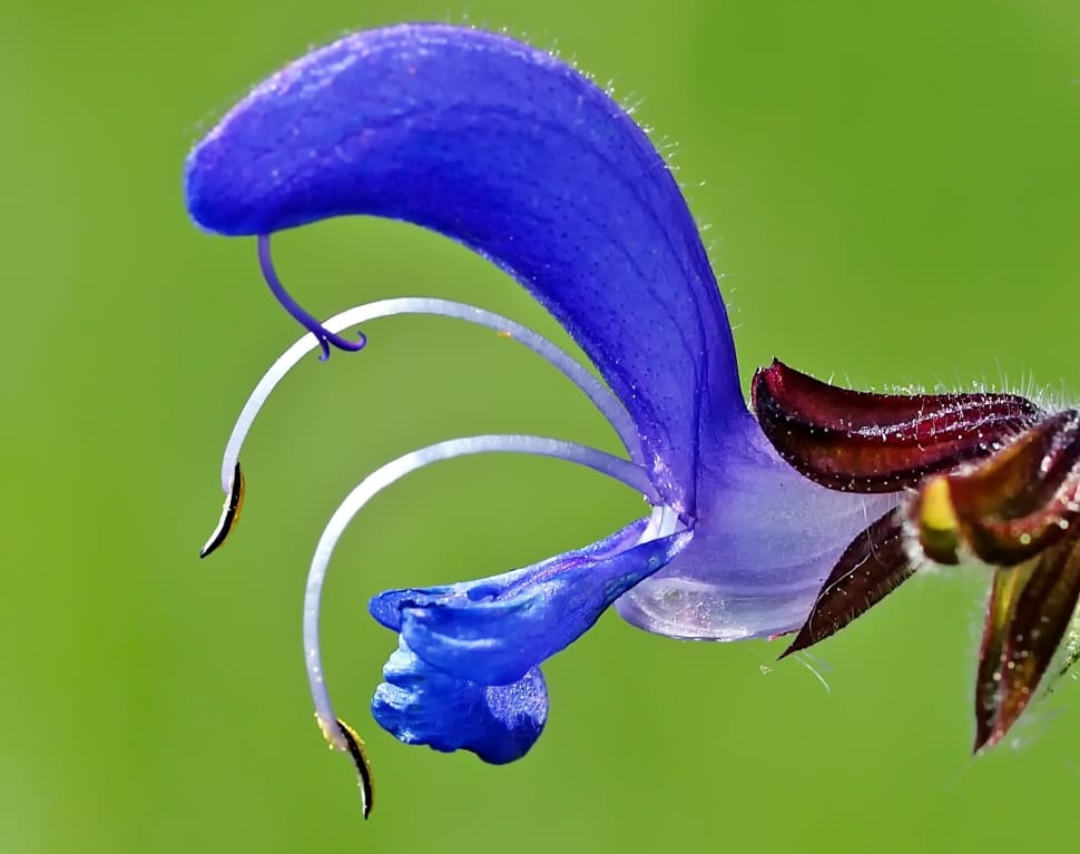 blue petal flower preview