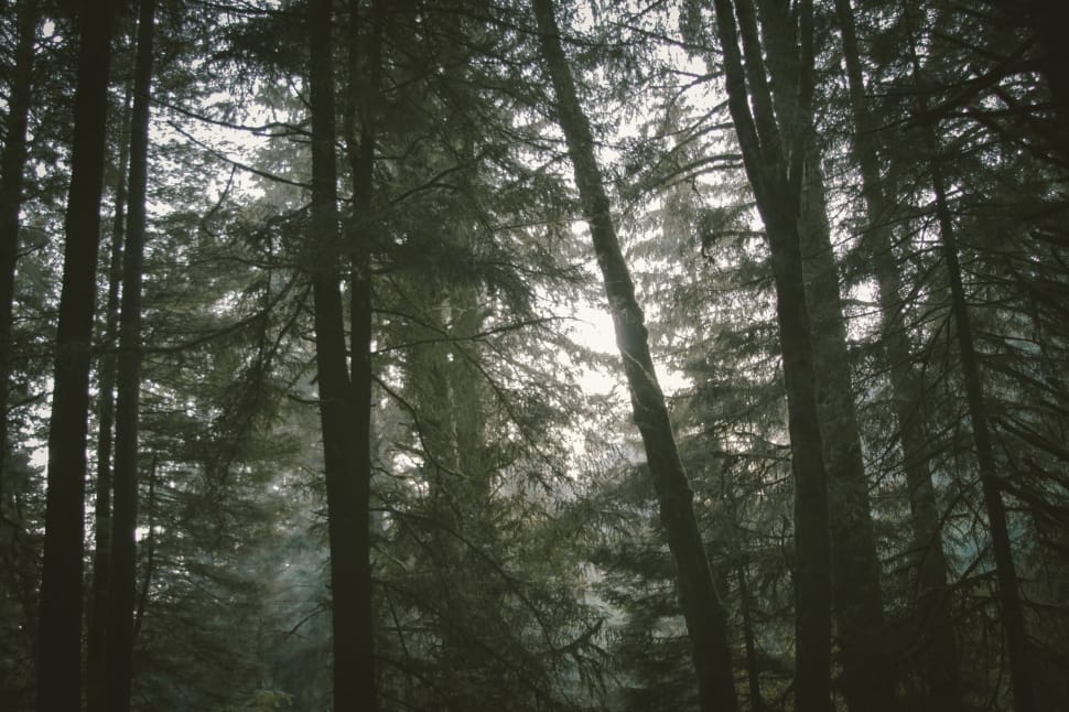 green leaf trees preview