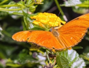 orange butterfly thumbnail