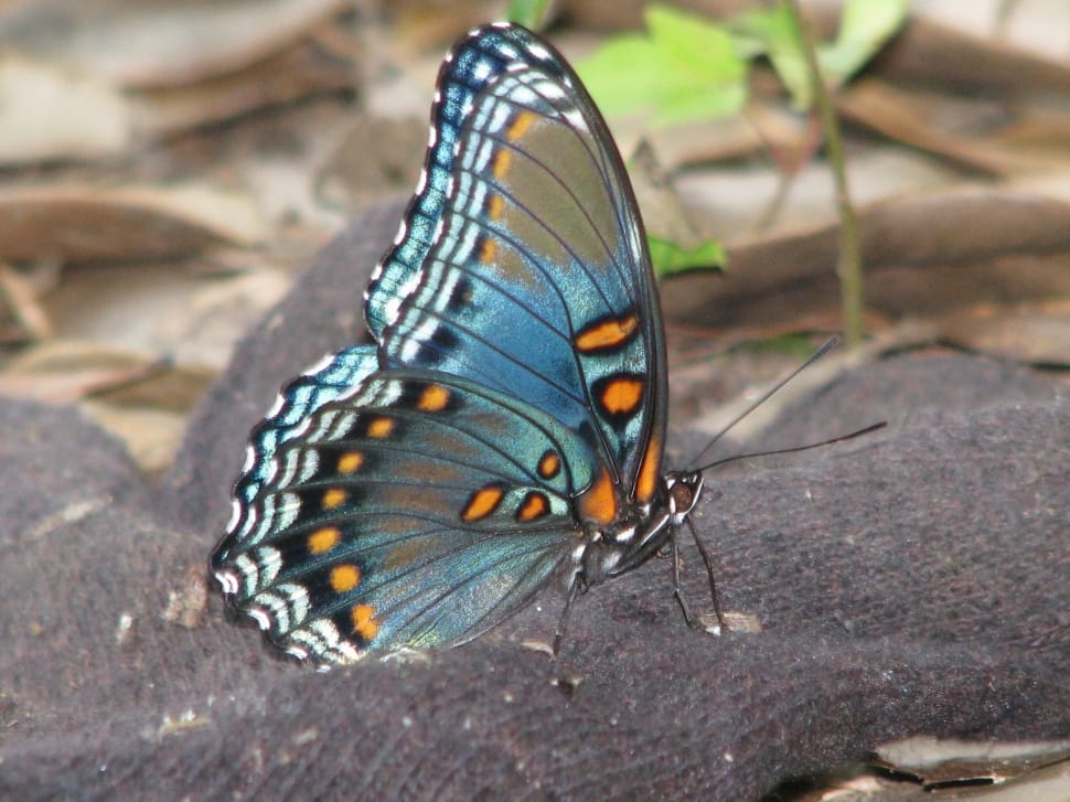 blue brown and yellow spotted butterfly preview