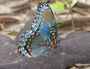 blue brown and yellow spotted butterfly thumbnail