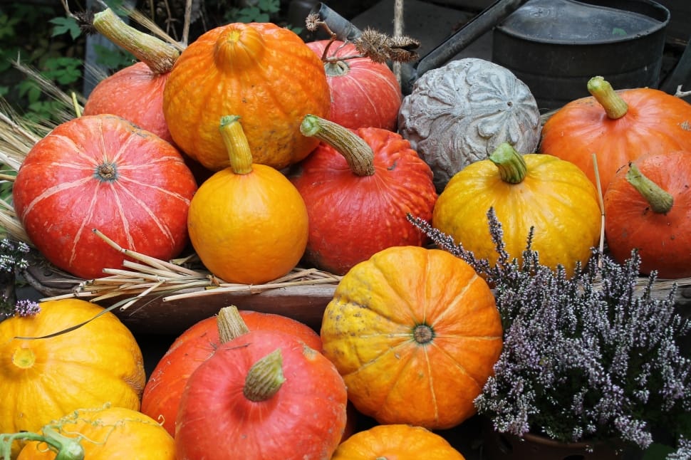 assorted colour pumpkins preview