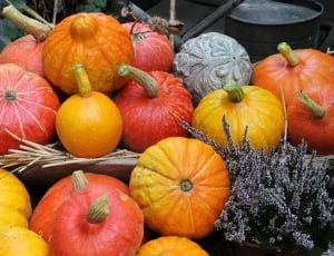 assorted colour pumpkins thumbnail