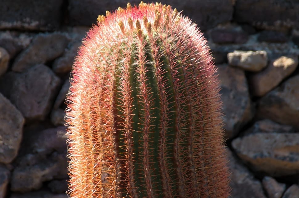 Red, Lanzarote, Cactus, Thorns, Orange, cactus, thorn preview