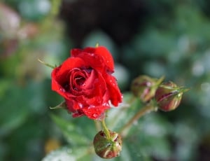 Rose, Nature, Flower, Plant, flower, growth thumbnail