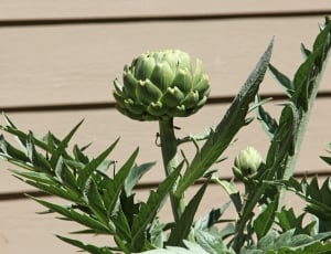 green plant with round green flower thumbnail