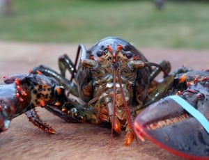 black and red lobster thumbnail