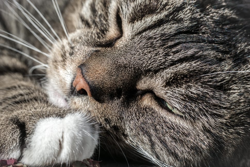 close up photography of brown tabby caet preview