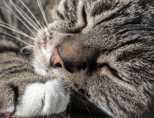 close up photography of brown tabby caet thumbnail