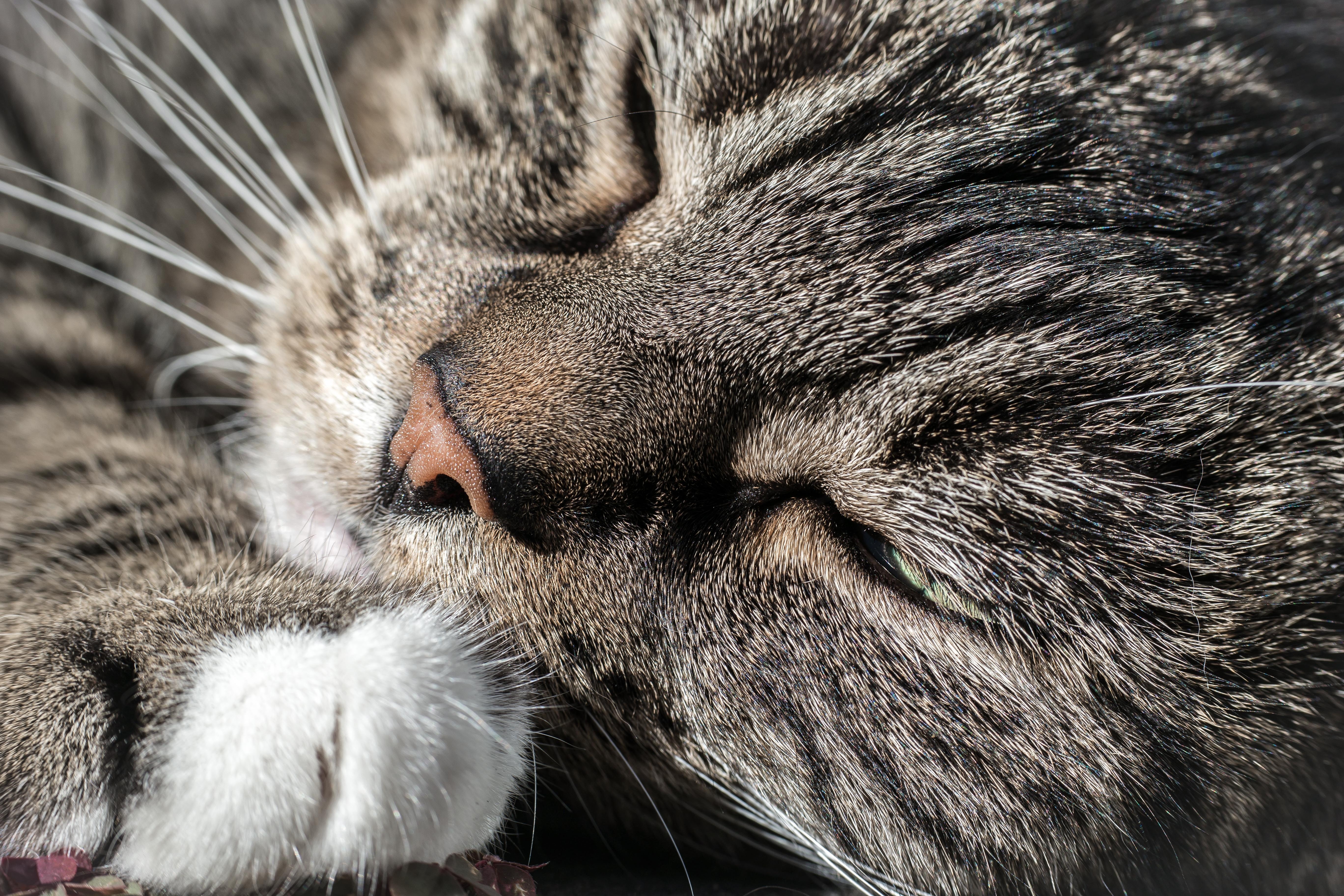 close up photography of brown tabby caet