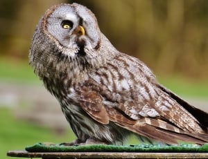 brown and grey owl thumbnail