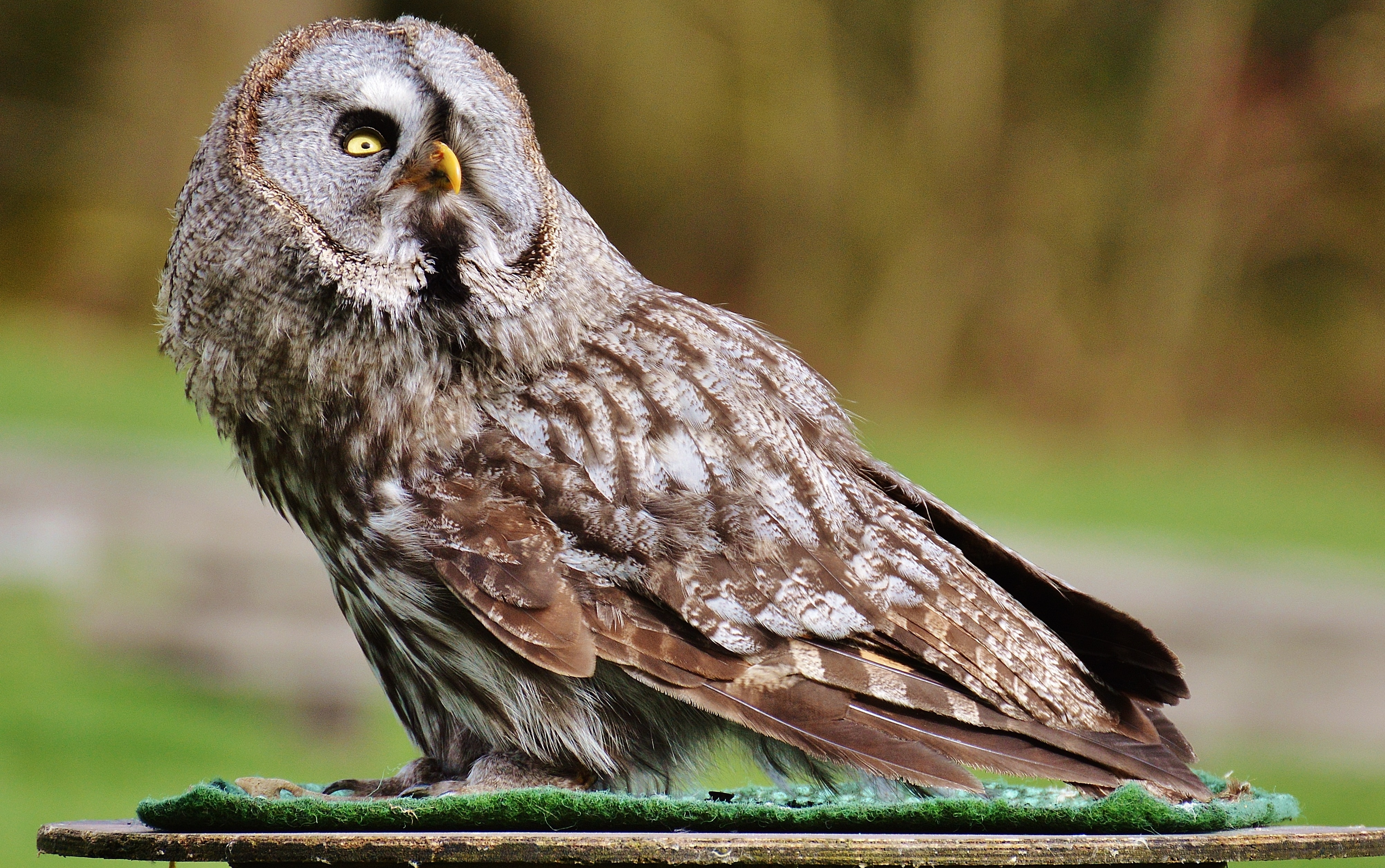brown and grey owl