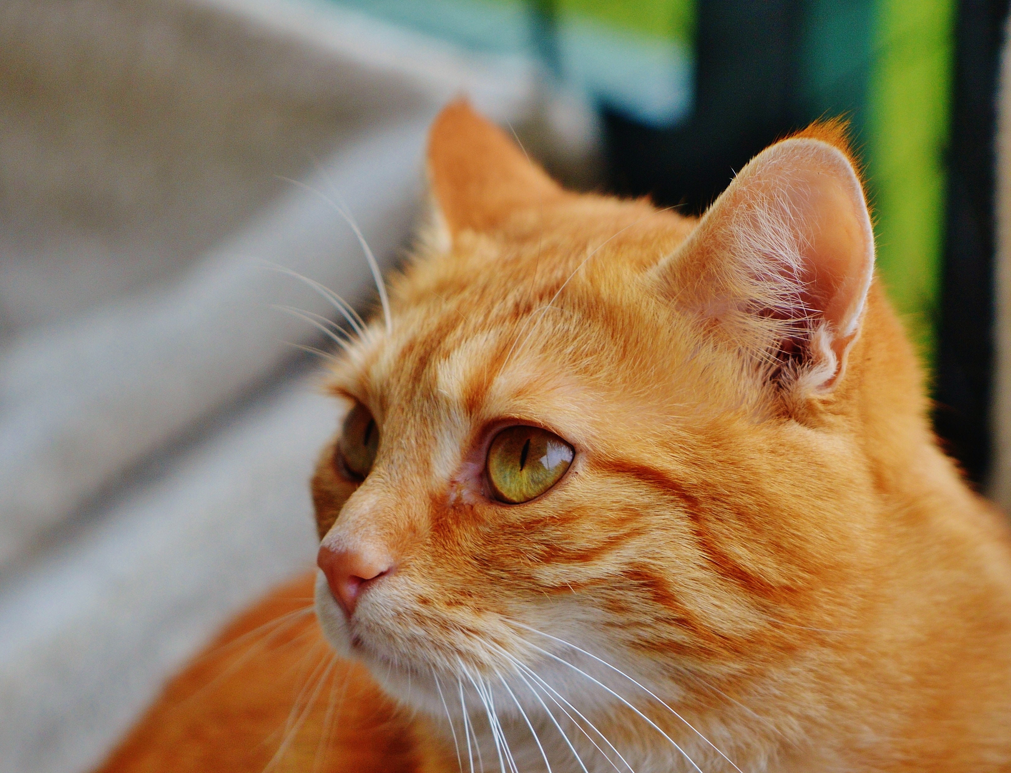 closeup photography of orange tabby cat