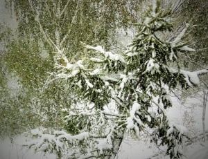 green trees with snow thumbnail