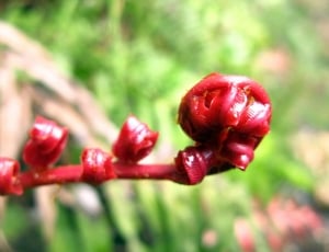 Red, Growing Fern, Red Fern, Forest, red, nature thumbnail
