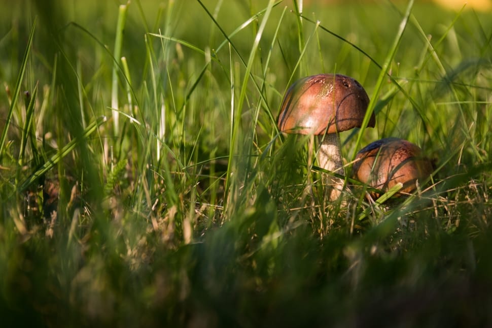 mushroom beside green grass at daytime preview