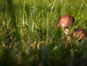 mushroom beside green grass at daytime thumbnail