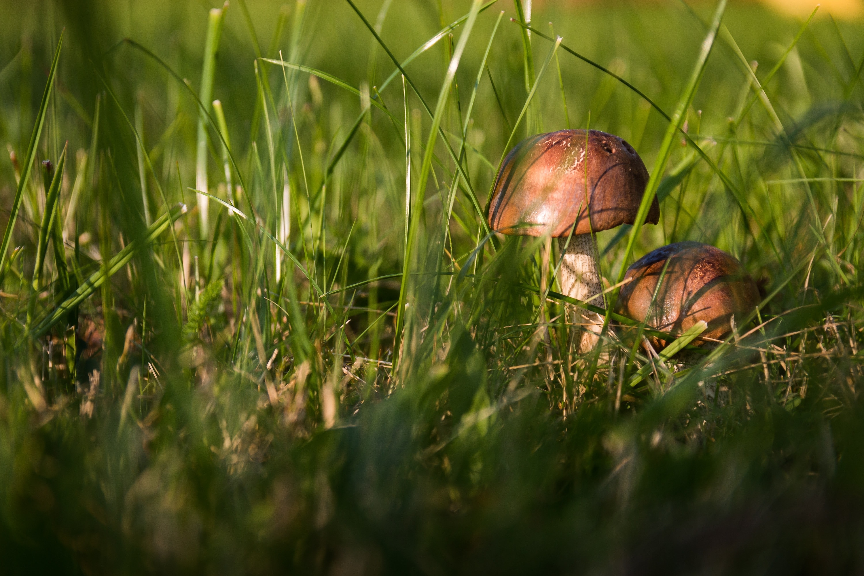 mushroom beside green grass at daytime