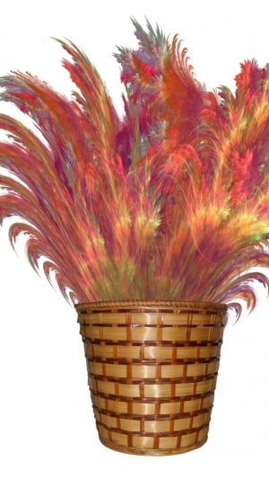 Reeds, Fractal, Feather Grass, Feathers, basket, white background thumbnail