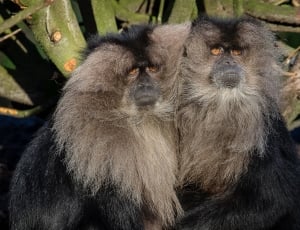 two gray primates thumbnail