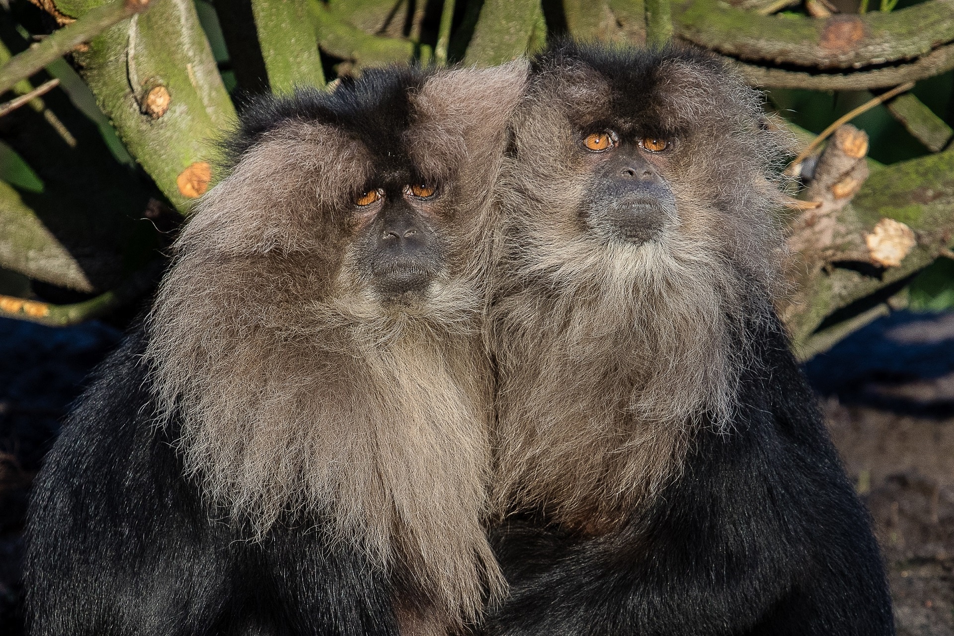two gray primates
