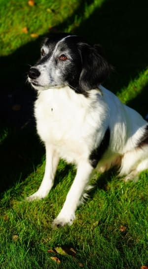 black and white long coated dog thumbnail