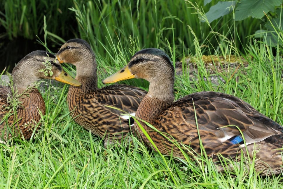 3 mallard ducks preview