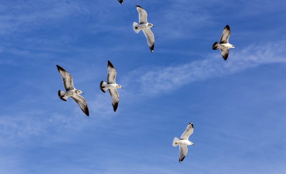 Wildlife, Sea Gulls, Sky, Flight, Flock, flying, animals in the wild preview