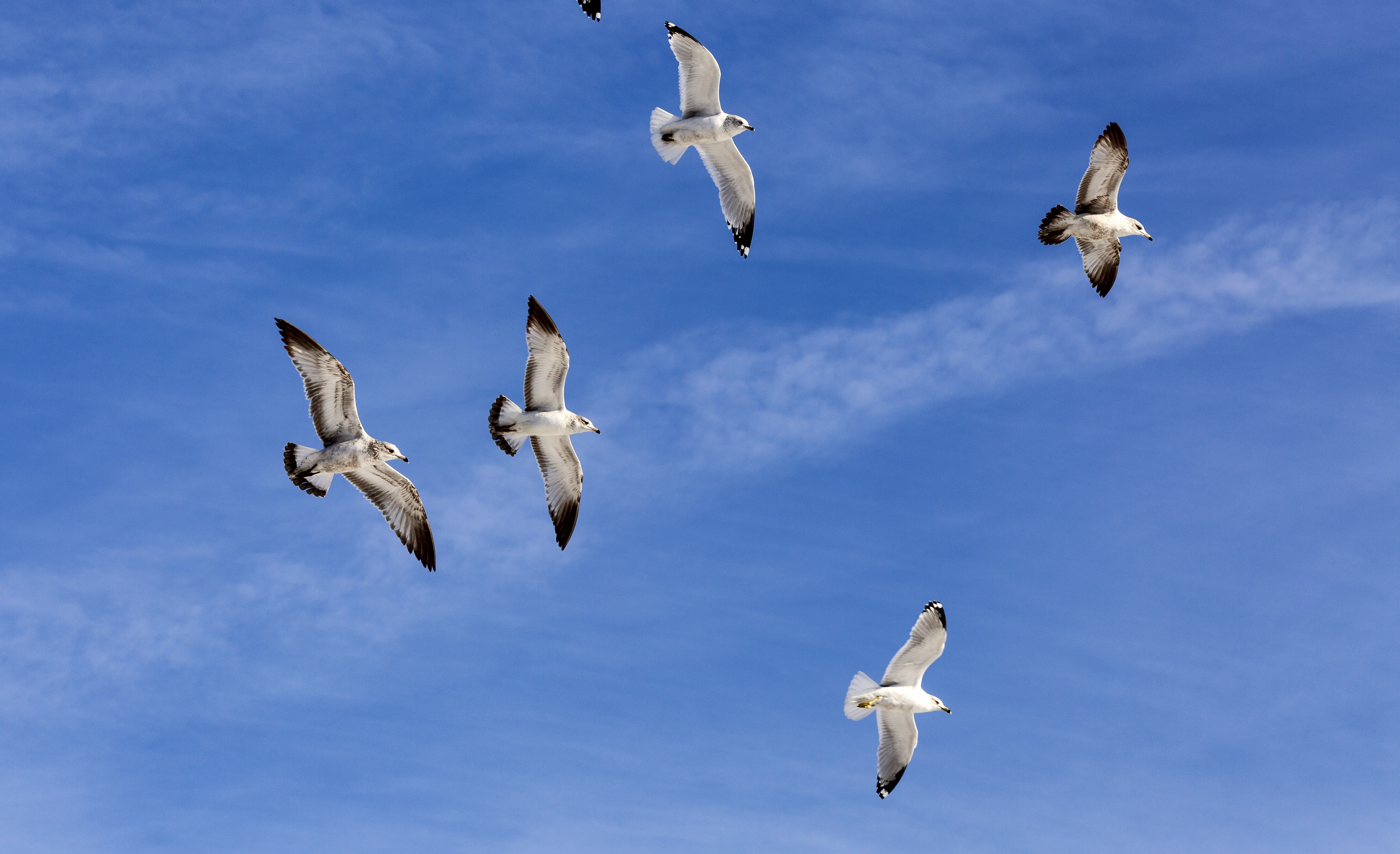 Wildlife, Sea Gulls, Sky, Flight, Flock, flying, animals in the wild