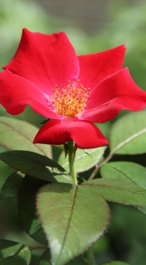 red petal flower thumbnail
