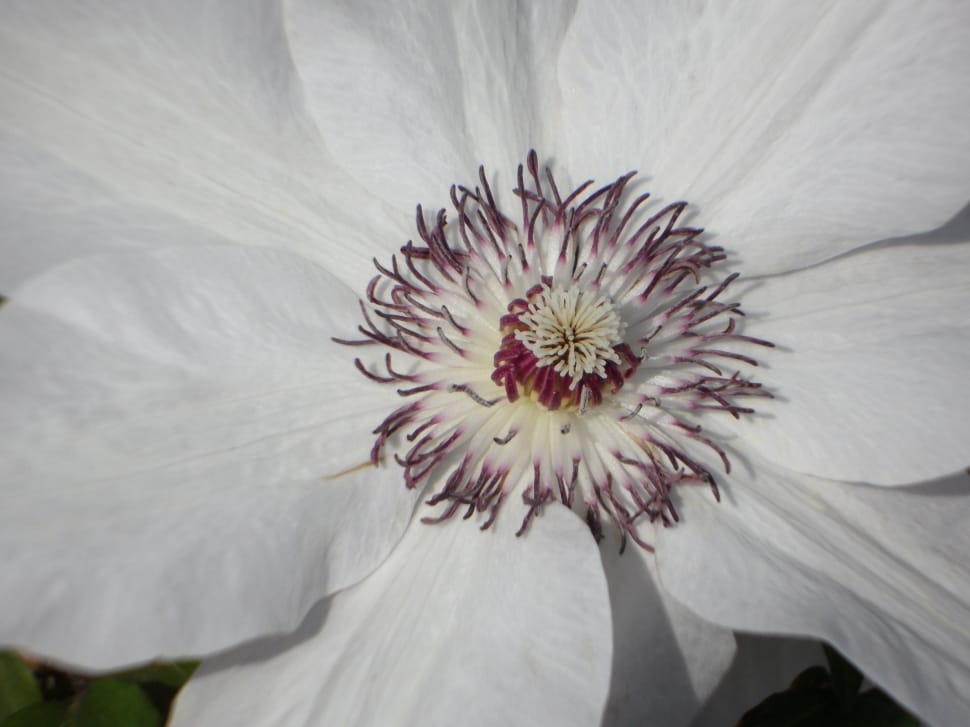 closeup photography of white petal flower preview
