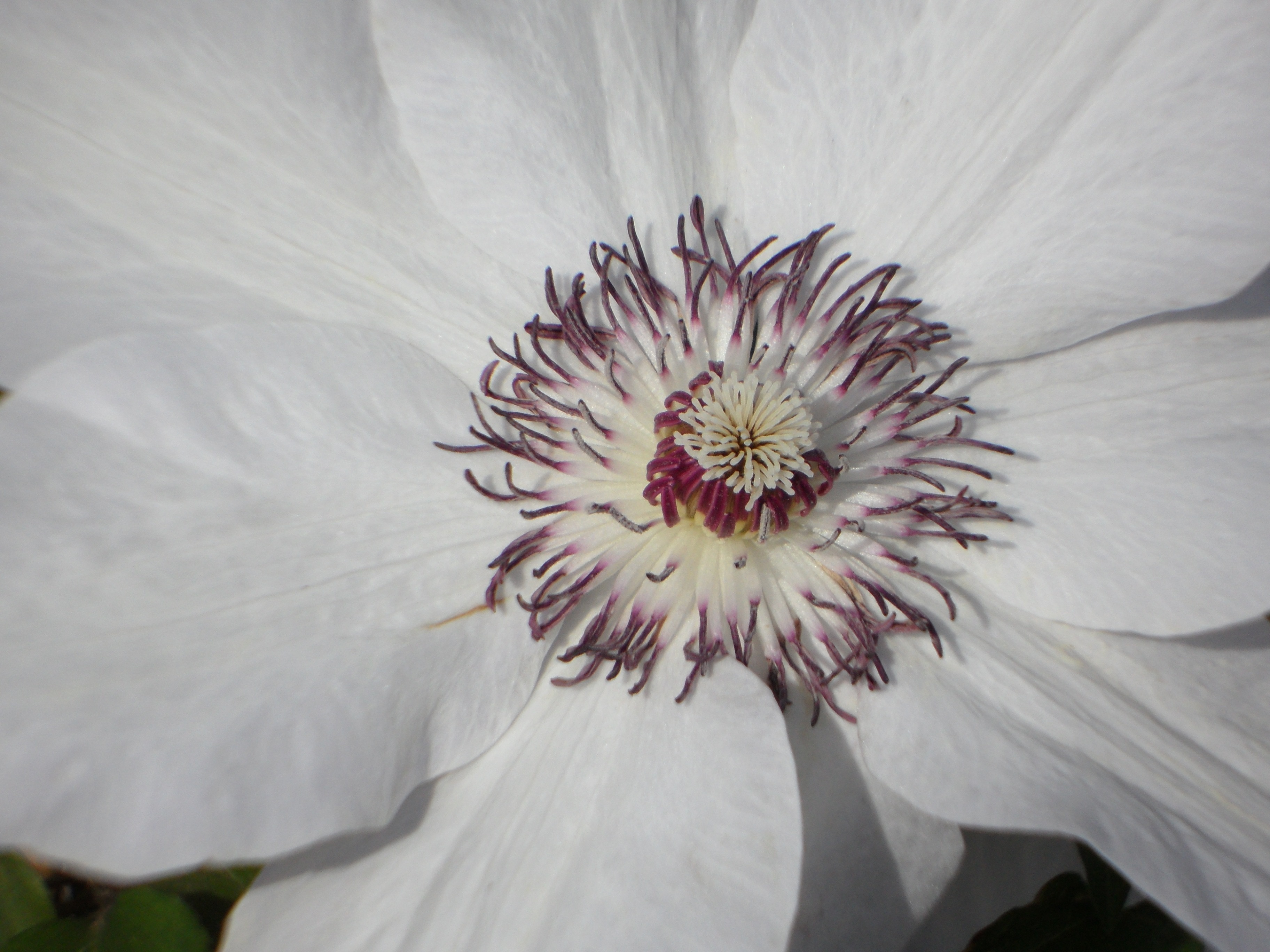 closeup photography of white petal flower