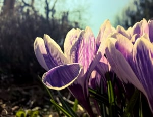 close up photo of purple petaled flowers thumbnail