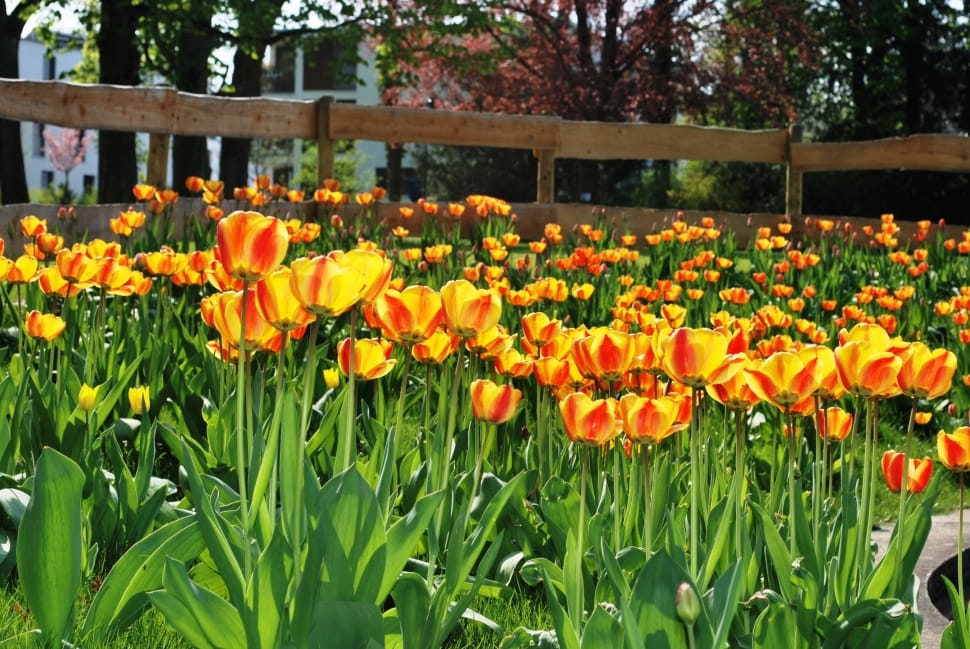 Fence, Yellow Flower, Tulips, Flowers, flower, plant preview