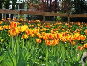 Fence, Yellow Flower, Tulips, Flowers, flower, plant thumbnail