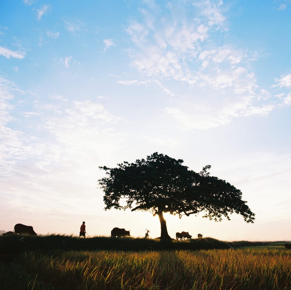 lonely tree preview