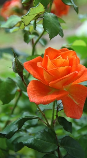 close up photo of orange petal flower thumbnail