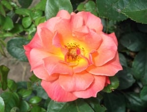 Bloom, Blossom, Flower, Peach, Rose, flower, petal thumbnail