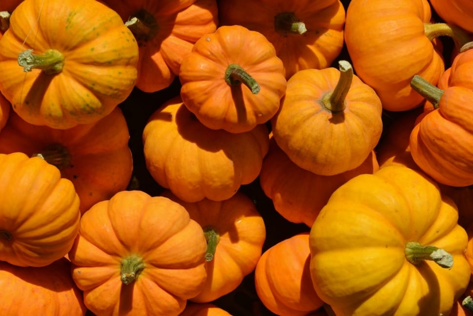 pumpkins preview