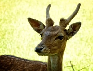 close up photograph of brown reindeer thumbnail